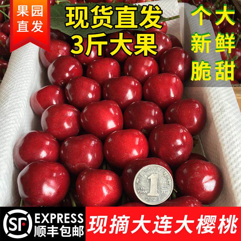 现摘当天发6J大连美早大樱桃大樱桃脆甜新鲜孕妇水果包顺丰送礼果