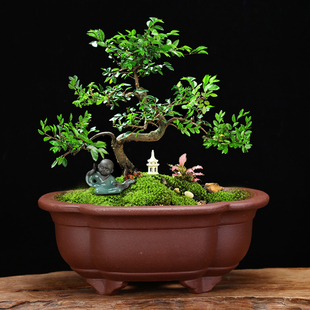 包邮 宜兴紫砂花盆精品四方椭圆桌面假山盆景兰草多肉菖蒲阳台家用