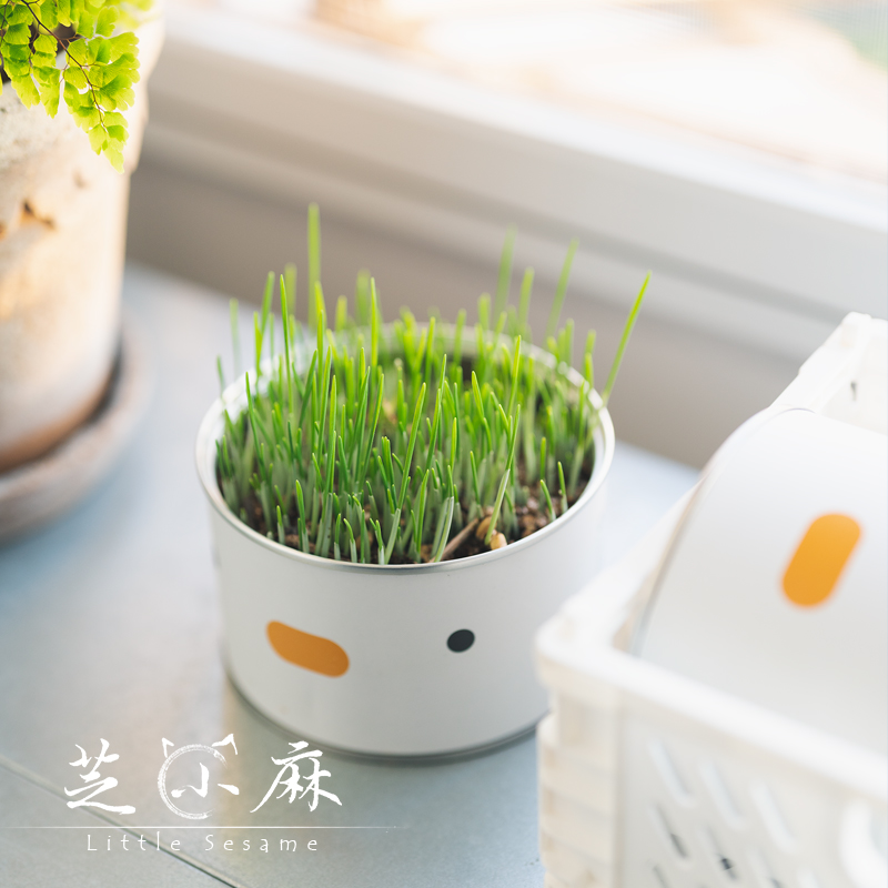 PURROOM猫草种植化毛调理肠胃