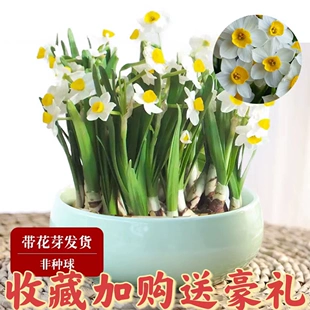 水仙花室内水培花卉盆栽绿植观花植物好养冬季 开花水养植物大种子