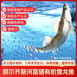 新疆额尔齐斯河有机雪龙鱼富硒冰川冷水鱼纯净无污染肉质鲜美淡水