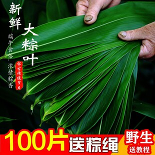 粽子叶粽叶新鲜大粽叶棕叶野生干粽叶特大号天然包粽子粽叶箬叶