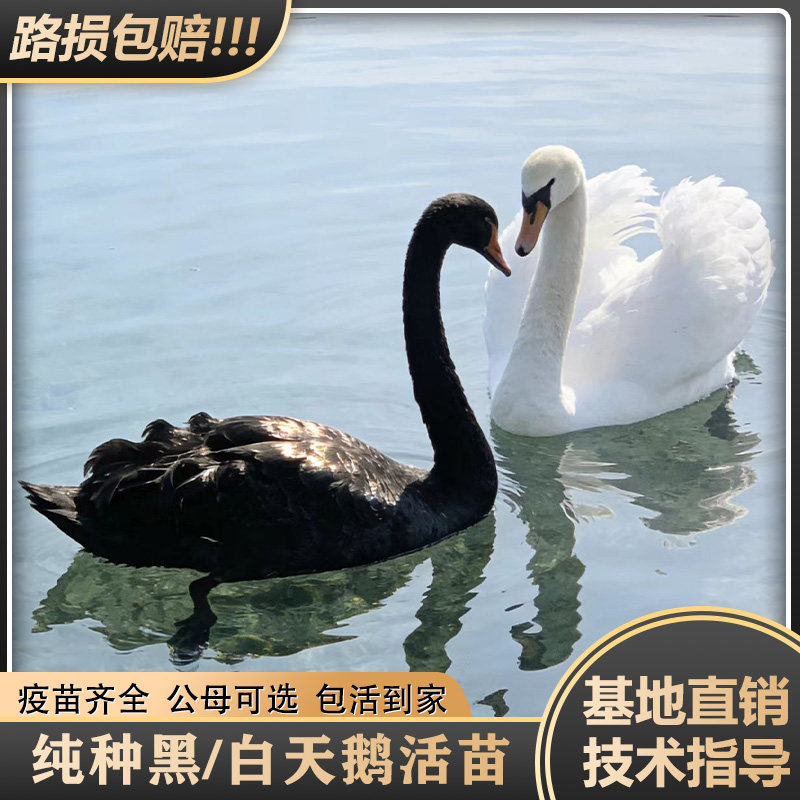 纯种黑天鹅活苗公母一对正宗小天鹅幼苗活体出壳苗公园观赏宠物鸟