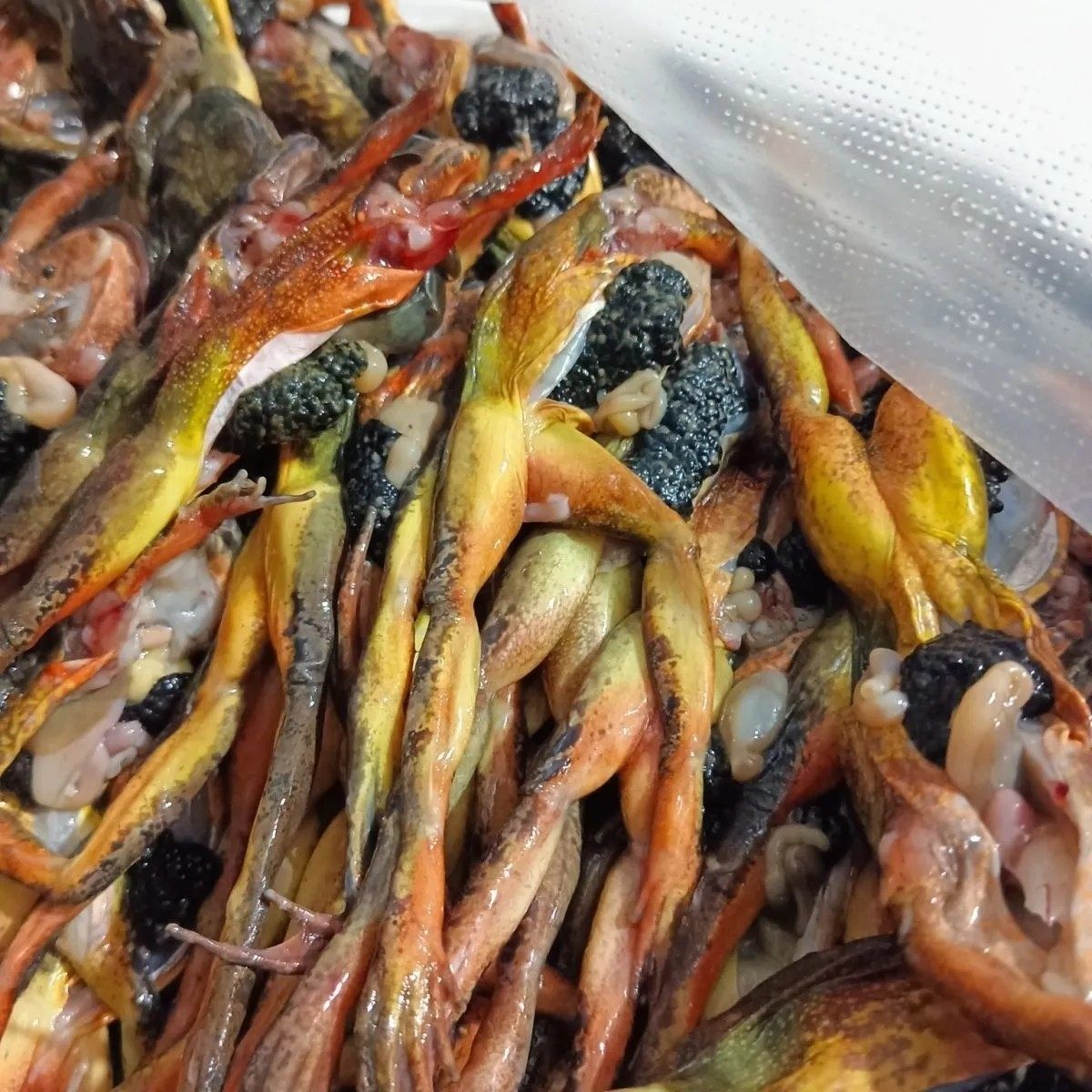 东北冰鲜带籽母林蛙正宗去油带籽蛤蟆包邮蛤蟆东北蛤蟆东北林蛙,水产肉类/新鲜蔬果/熟食,鱼干,淘宝优惠券,粉丝福利购,淘宝优惠卷