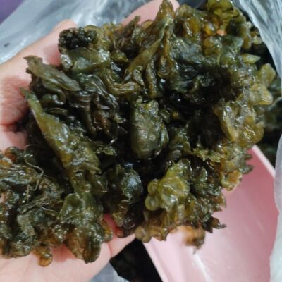 东北新鲜冷冻地皮菜野菜地软地达菜地衣雷公菌地耳新货地皮菜野生