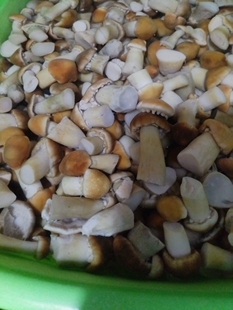 盐水蘑菇球盖菇赤松茸菌包蘑菇腌渍赤松茸食用菌盐水球盖蘑小蘑菇