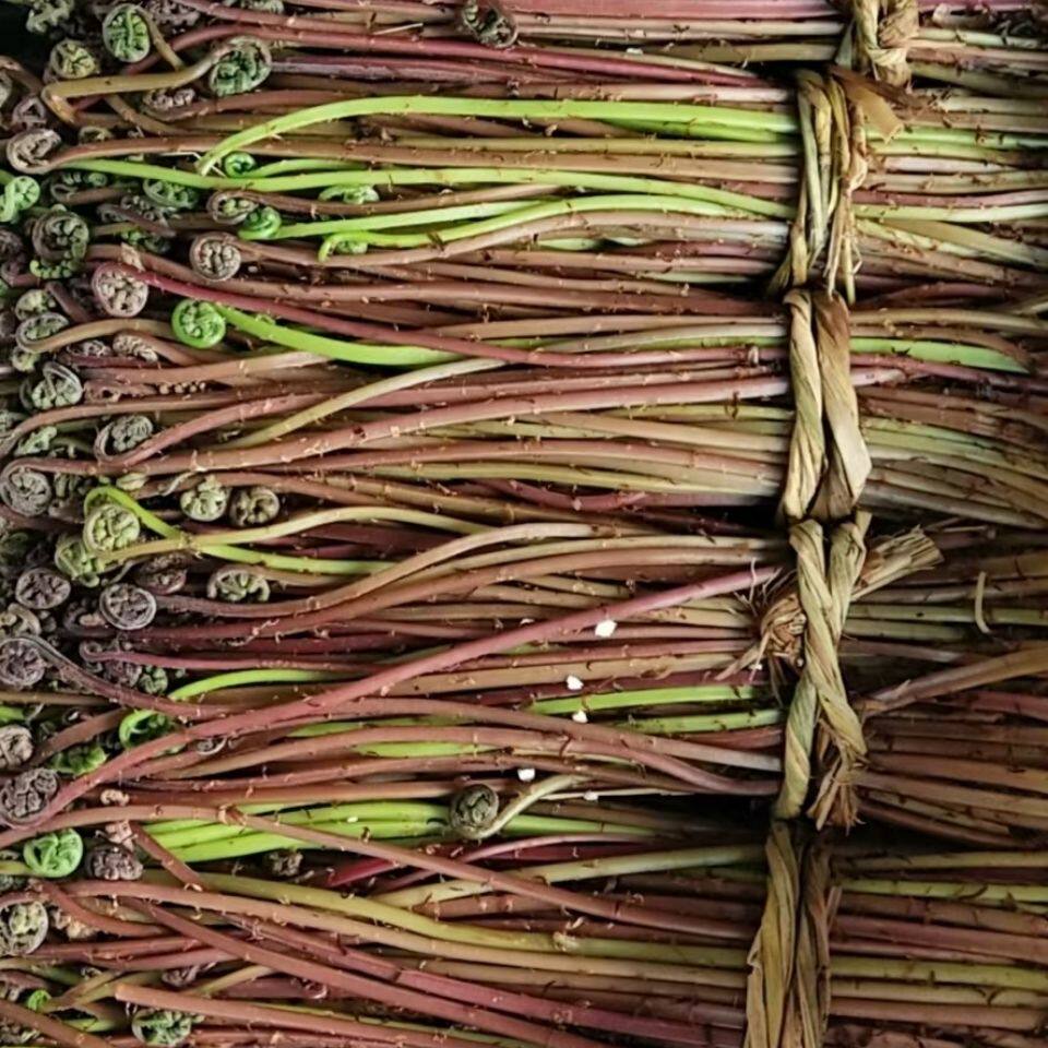 顺丰包邮东北冷冻焯水猴腿新鲜猴腿冷冻野生山野菜野菜有货猴腿菜
