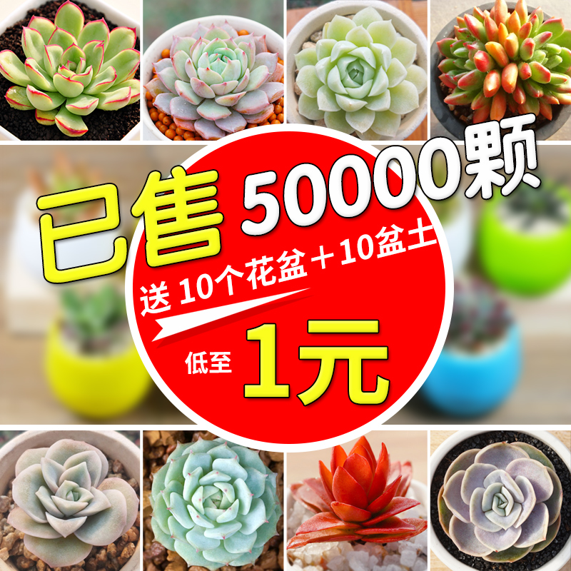 花卉單方療疾薈萃
