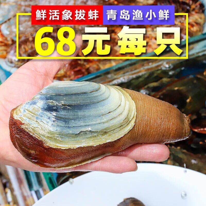 海鲜象拔蚌鲜活1斤左右象牙蚌海鲜即食象鼻蚌水产鲜活象鼻蚌刺身 水产肉类/新鲜蔬果/熟食 象拔蚌 原图主图