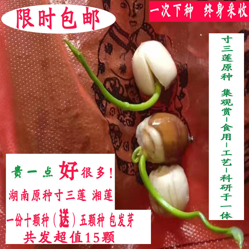 莲子种子藕种藕苗 莲藕种 莲藕苗莲藕种根苗种植荷花盆栽观赏种籽