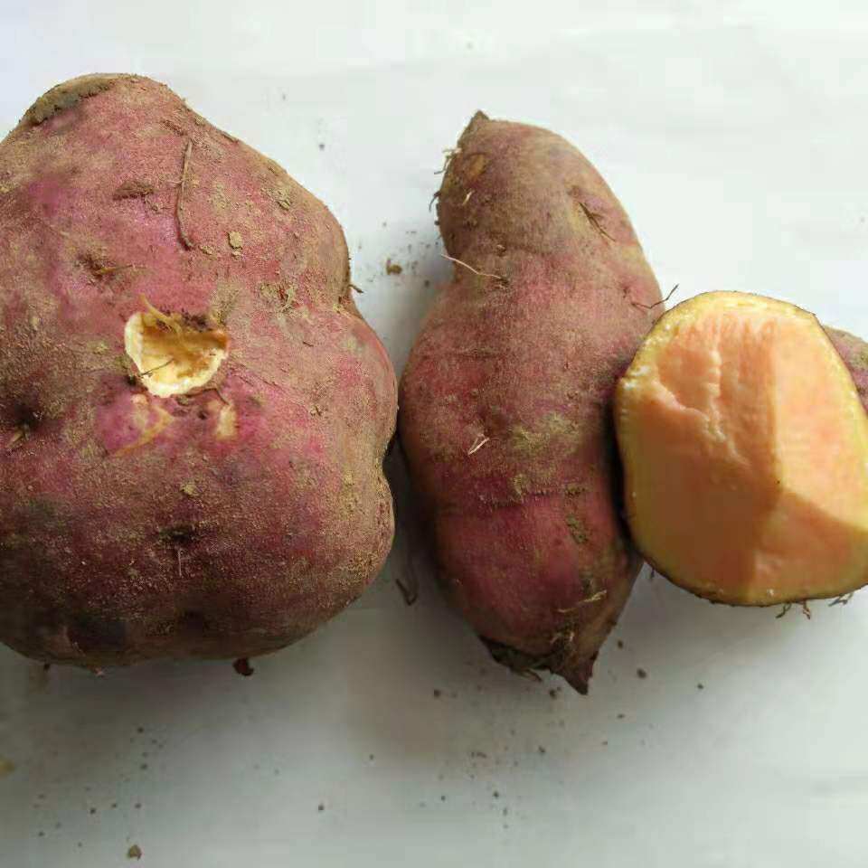 湖南新鲜地瓜红薯红心黄心香甜大苹果红薯生吃水果农产品食用番薯,水产肉类/新鲜蔬果/熟食,番薯,淘宝优惠券,粉丝福利购,淘宝优惠卷