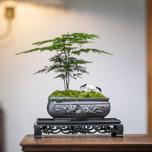 文竹盆景养桌面罗汉松小绿植花卉桌面摆件紫砂办公室茶台室内好养