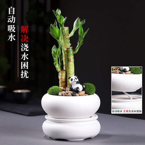水培植物荷花竹水养盆栽室内花卉绿植文昌竹风水富贵竹净化空气