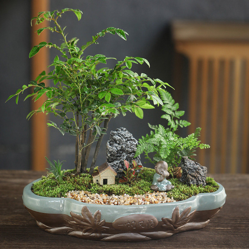 丛林小叶紫檀树苗紫檀盆景室内常绿植物名贵花卉盆栽四季好养盆景