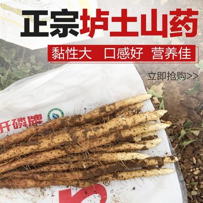 河南焦作温县●垆土●铁棍山药