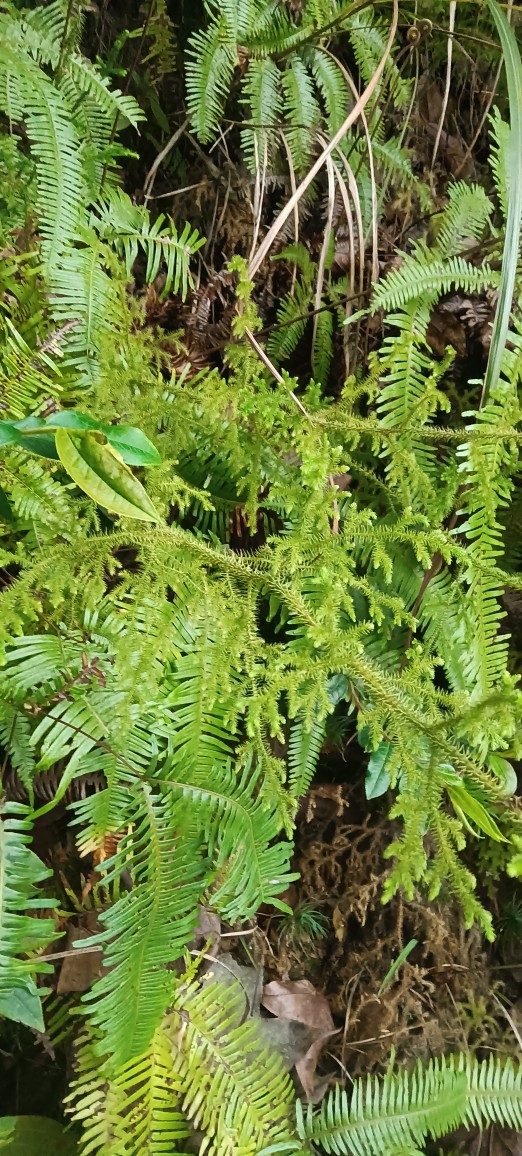 新鲜伸筋草 狮子草 牛尾菜 大