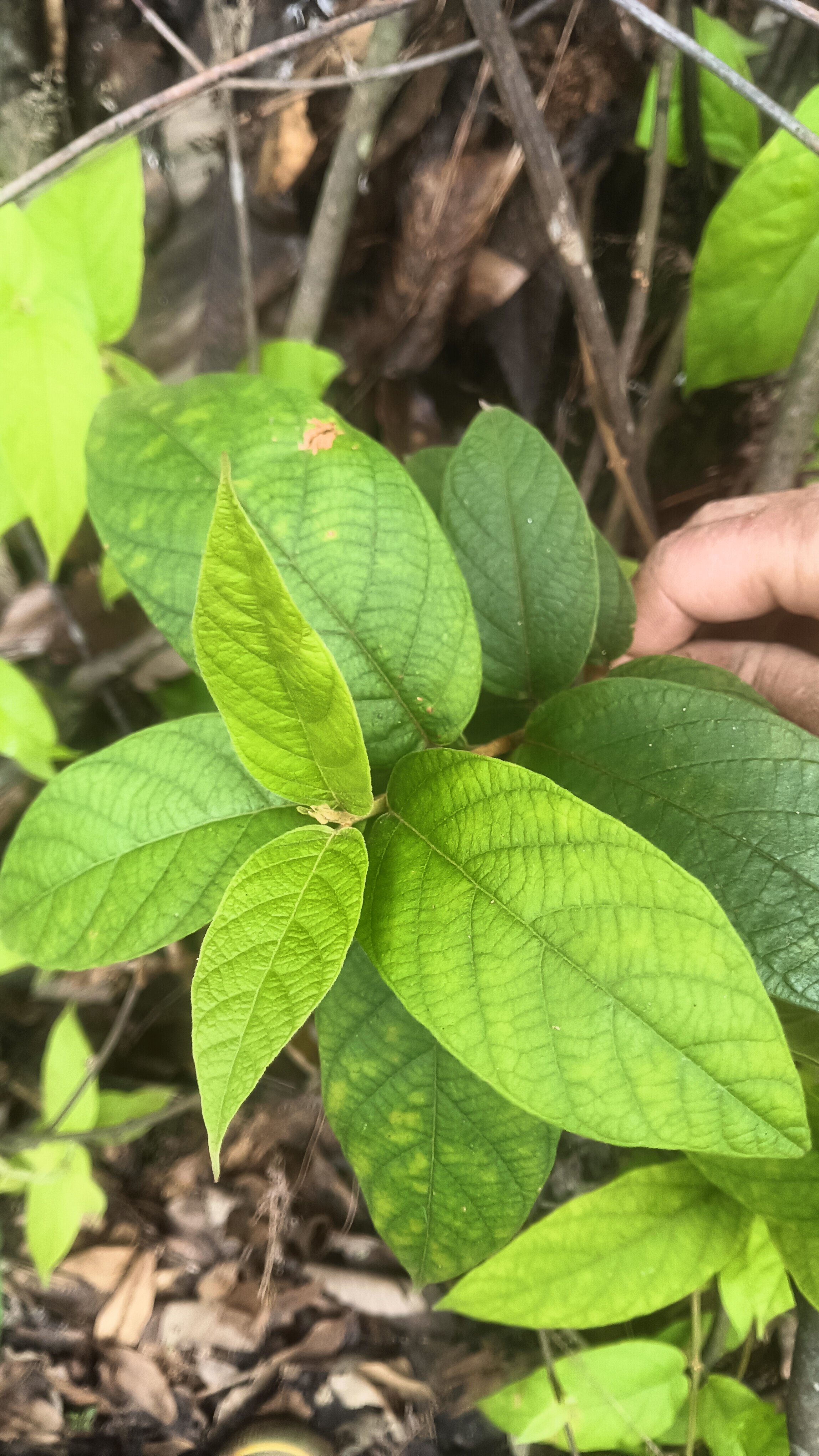贵州中药材 毛杜仲 藤杜仲 藤杜仲根 九牛藤 鲜干货500g包邮