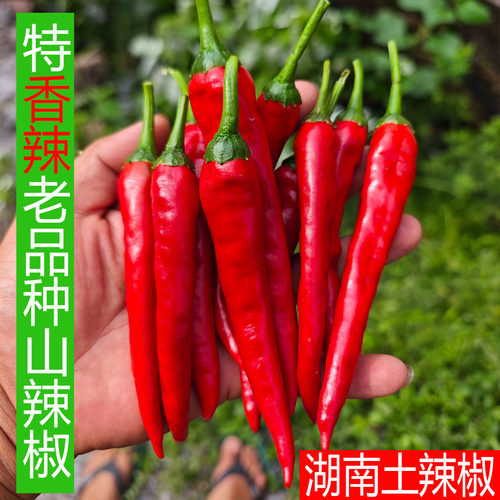 湖南红辣椒老品种土山辣椒特香辣农家自种辣子本地新鲜薄皮蔬菜