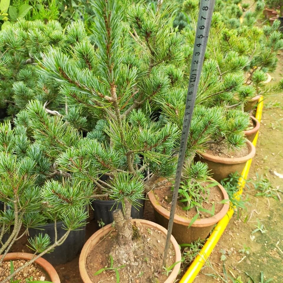 嫁接日本短针五针松素材小苗树苗桌面绿植