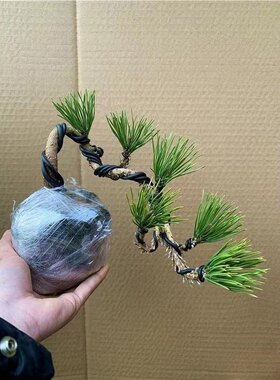 黑松盆景素材微盆景老桩树苗盆栽造型苗素材苗带土造型