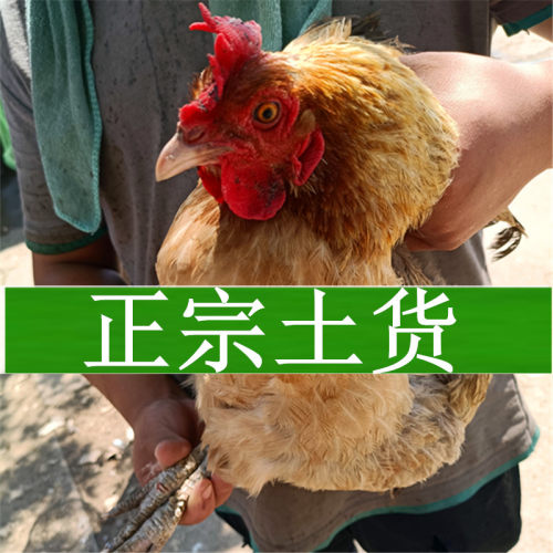 三年以上沂蒙山土鸡纯黄油母鸡