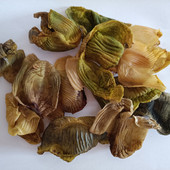 鸡内金晒干 鸡内金 正宗散养土鸡 250g鸡内金干片