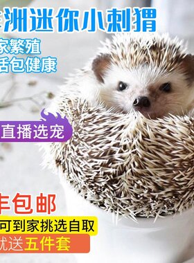 已打疫苗宠物包健康非洲迷你刺猬