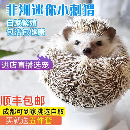非洲迷你小刺猬活物已打疫苗带笼子稀罕掌心活体冷门随身宠物幼崽