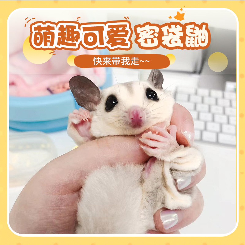 蜜袋鼯幼崽会飞的小宠物