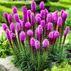蛇鞭菊种球 多年生宿根花卉 花园庭院美化耐干旱