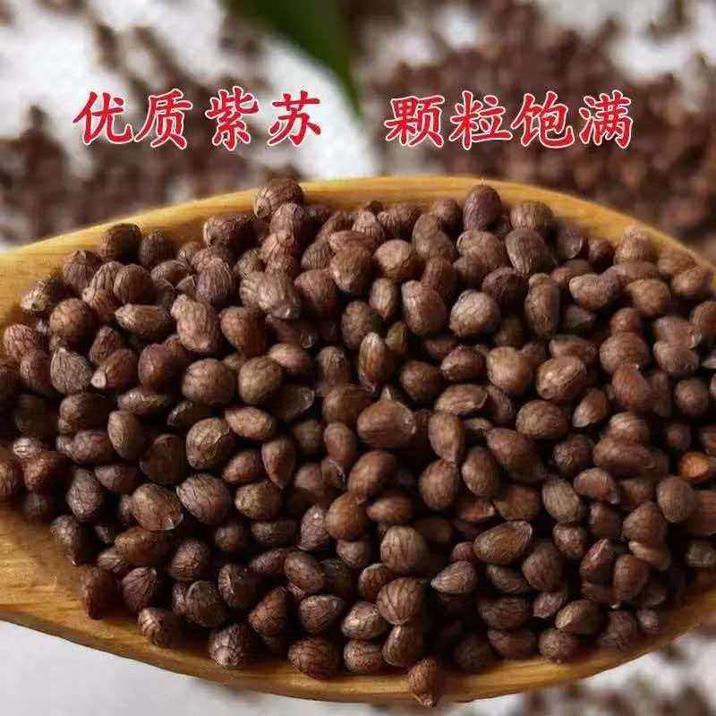 甘肃天水紫苏籽(荏子)干香浓郁食用可种植每袋500克装包邮