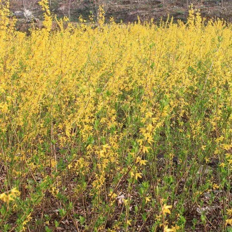 迎春花庭院攀援垂吊花卉迎春花苗绿化用苗盆栽地栽初春开花迎春苗