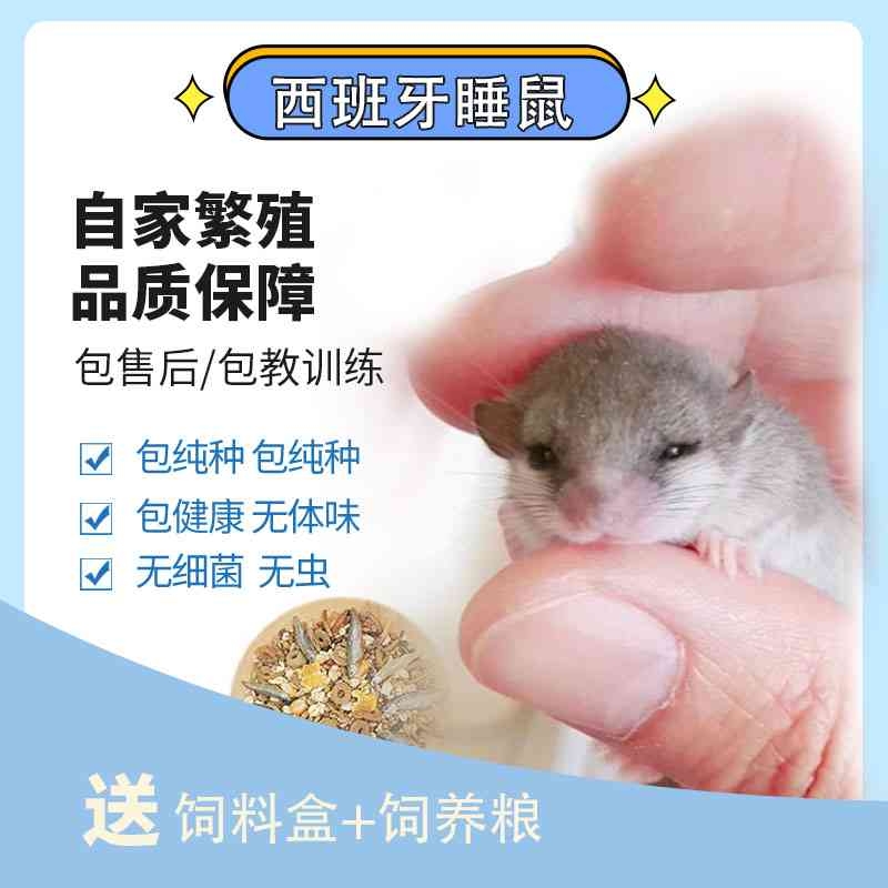 包邮包活西班牙睡鼠幼崽拇指睡鼠小宠物微型龙猫学生宿舍好养宠物