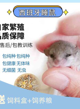 包邮包活西班牙睡鼠幼崽拇指睡鼠小宠物微型龙猫学生宿舍好养宠物