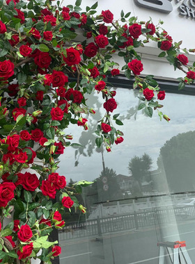 红色模拟玫瑰藤蔓流行照片签到背景墙晴天假花墙景区管道缠绕装饰