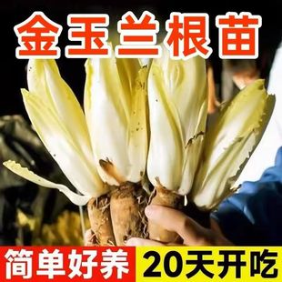 玉兰菜根鲜活老根盆栽室内阳台苦苣新鲜芽球菊苣黄玉兰金玉兰菜根