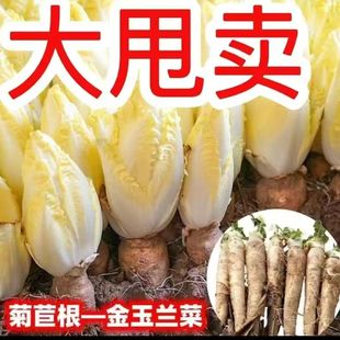 玉兰菜根鲜活老根盆栽室内阳台苦苣新鲜芽球菊苣黄玉兰金玉兰菜根