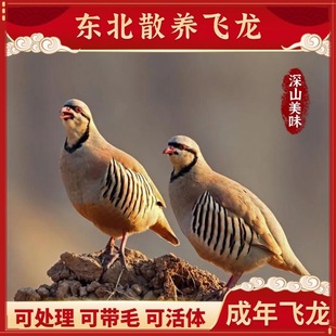 东北老鹧鸪飞龙鸟新鲜活冻农家散养石鸡鸟肉呱呱鸡滋补真空包邮