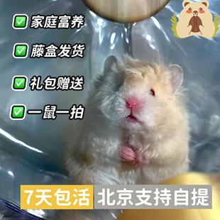 家庭富养精品金丝熊活体蜜波利肉桂波利黑波利卷毛金丝熊波利熊