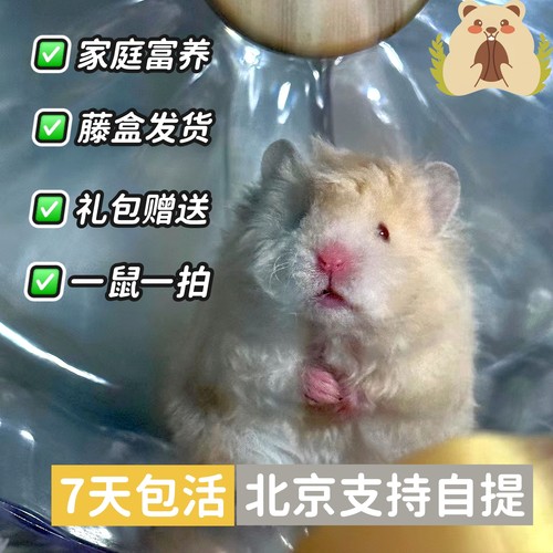 家庭富养精品金丝熊活体蜜波利肉桂波利黑波利卷毛金丝熊波利熊