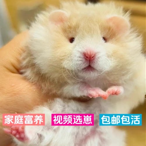 家养长卷毛金丝熊仓鼠活物黑火蜜波利鸽灰米色金丝仓鼠活体