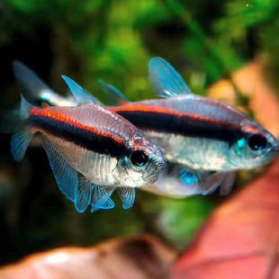 绯红巧克力热带小型观赏鱼绯红巧克力