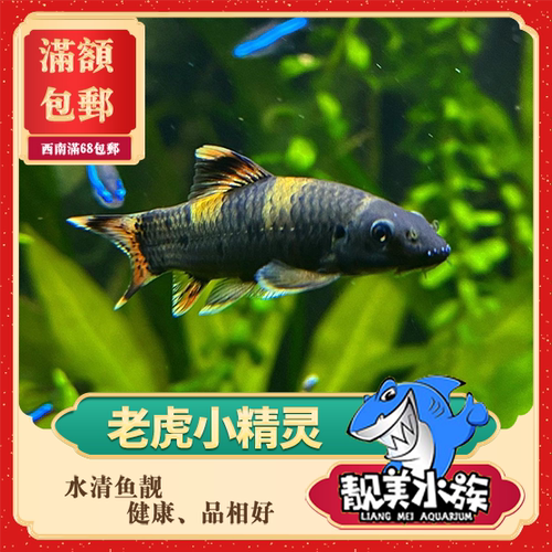 老虎小精灵除藻鱼清洁黑线