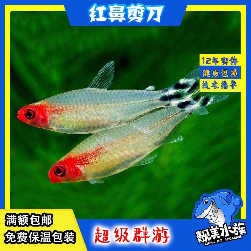 红鼻剪刀小型活体淡水观赏鱼包邮