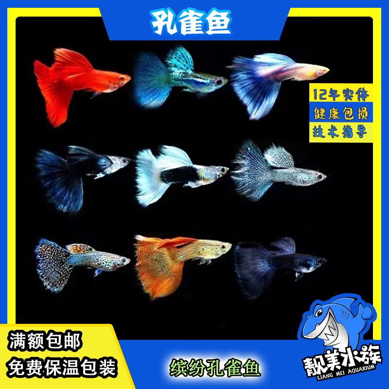 孔雀鱼蓝礼服马赛克红扇冰蓝莫斯科黄熊猫双剑精灵孔雀热带生小鱼