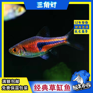 金三角灯热带鱼紫三角灯正三角灯鱼中小型鱼群游灯科鱼满额草缸鱼