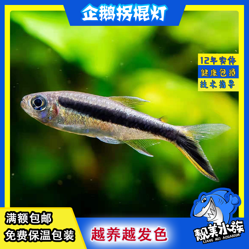 拐棍灯企鹅灯黑白企鹅灯草缸活体观赏鱼满额包邮群游灯鱼