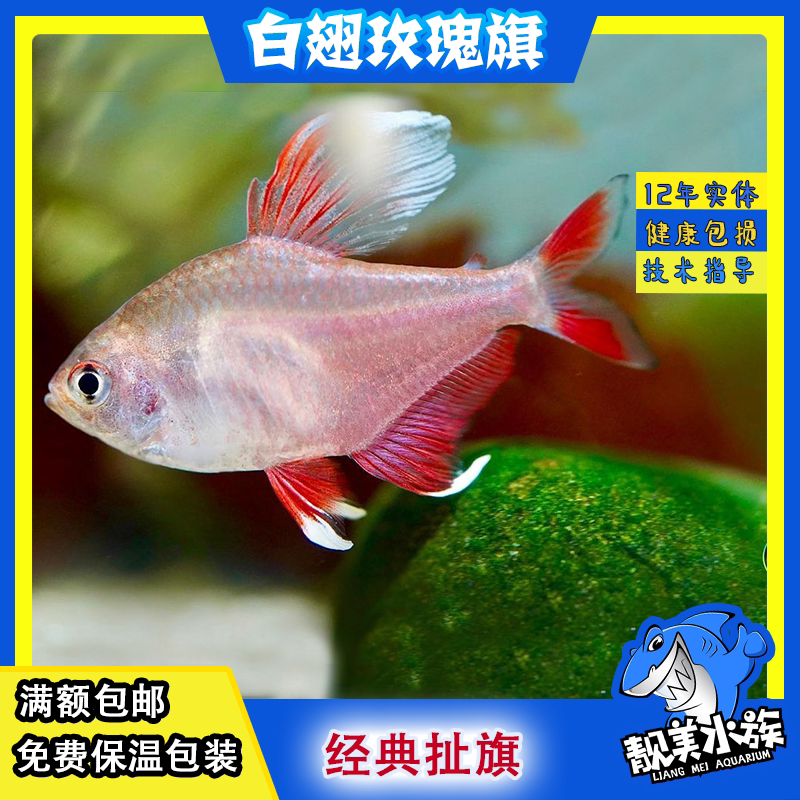 白翅玫瑰旗 草缸群游热带鱼扯旗鱼灯科鱼活体白痴玫瑰鳍新大勾鱼