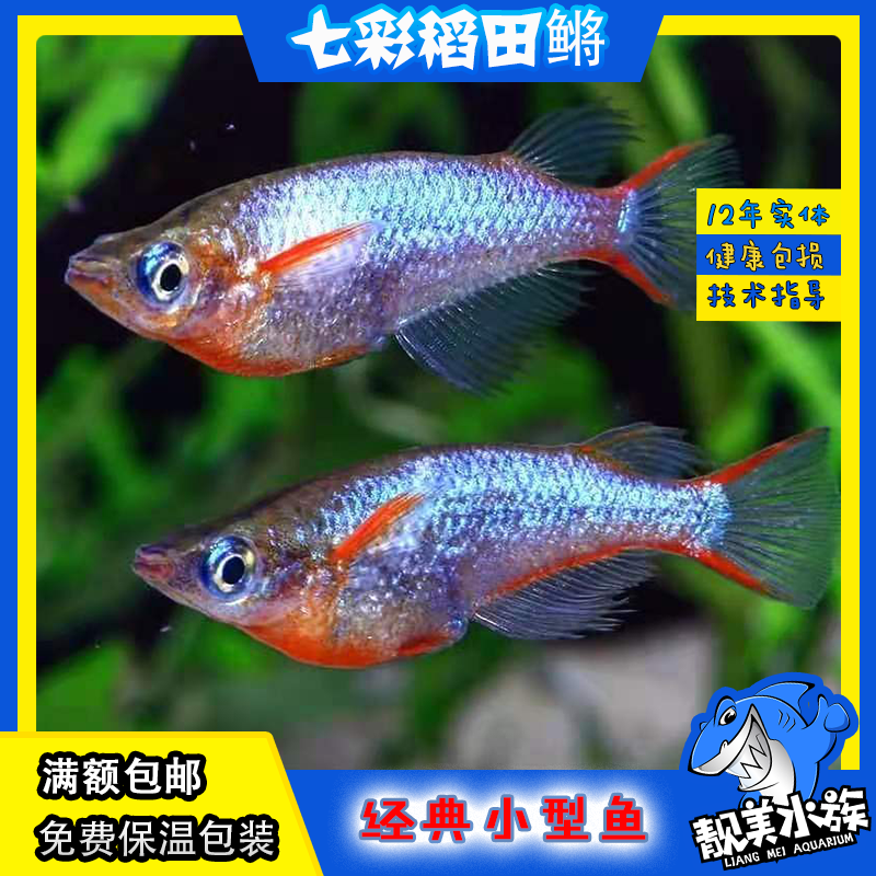 七彩稻田桂系红树林原生鱼小型