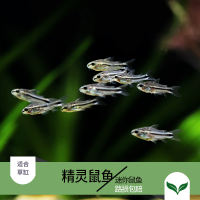 The fairy mouse moonlight mouse group swims in the tropical ornamental fish tank of South America. Tools for removing algae, mini mouse fish, super cute fairy thumbnail 4